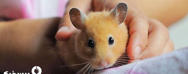 عکس پرورش همستر