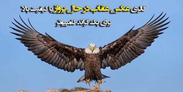 عکس عقاب شکار شده