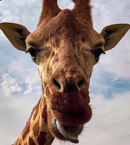 عکس باحال زرافه