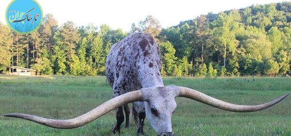 عکس گاو شاخ بزرگ
