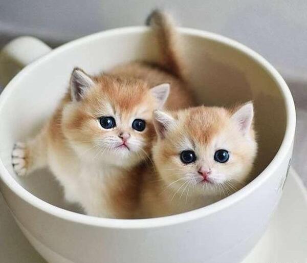 عکس گربه رنگی برای پروفایل