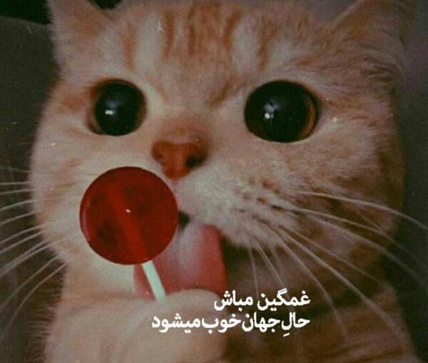 عکس گربه خیلی غمگین برای پروفایل