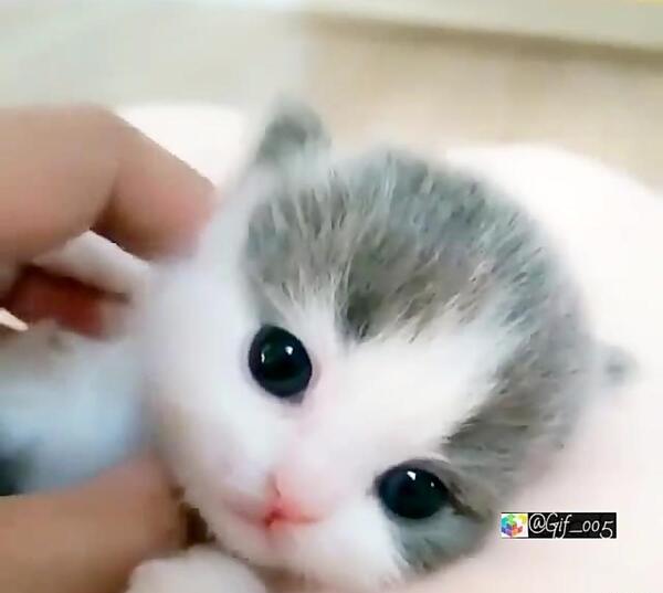 عکس گربه نازنازی برای پروفایل