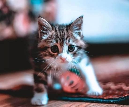 عکس گربه اخمو برای پروفایل
