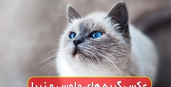 عکس گربه برای پروفایل واتساپ بنفش