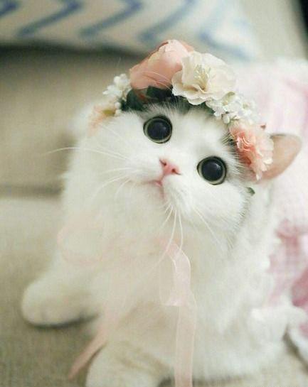 عکس گربه های فانتزی برای پروفایل