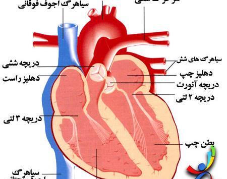 عکس انیمیشن قلب انسان