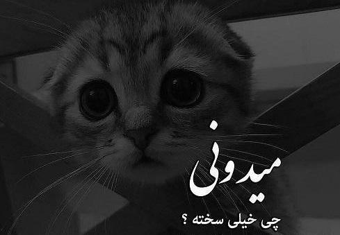 عکس گربه سیاه پروفایل