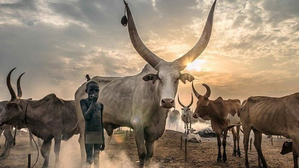 عکس گاو آفریقایی