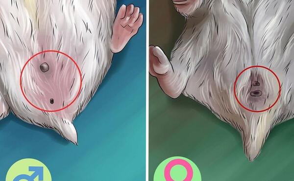 عکس همستر نر