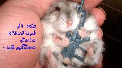 عکس همستر خنده دار
