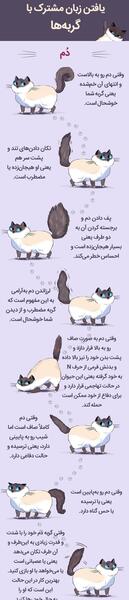 عکس ارتش گربه ها