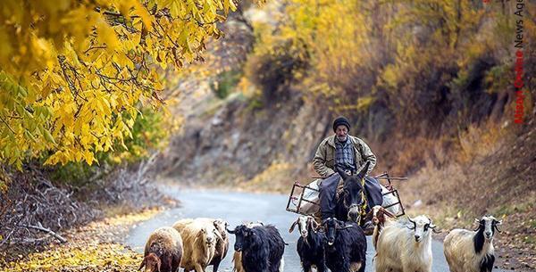 عکس ارتش کردستان
