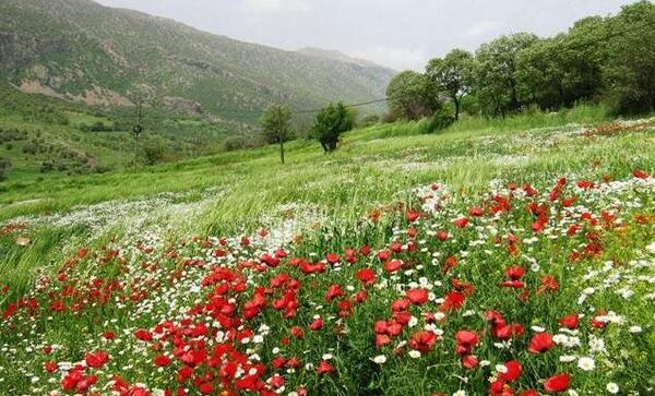 عکس ارتش کردستان