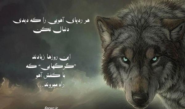 عکس نوشته گرگ تیکه دار