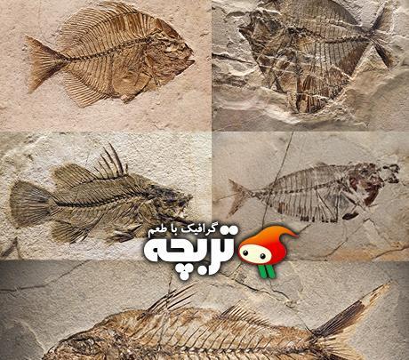 دانلود عکس فسیل حیوانات