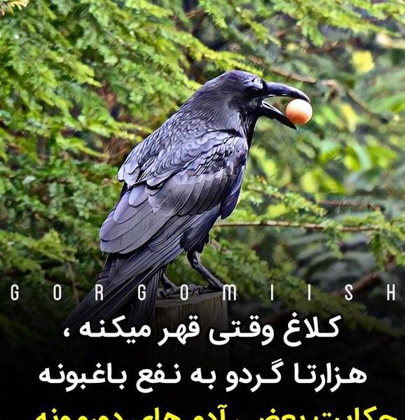 عکس نوشته ی کلاغ وقتی قهر میکنه
