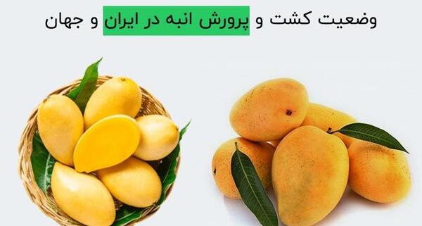 عکس فسیل میوه