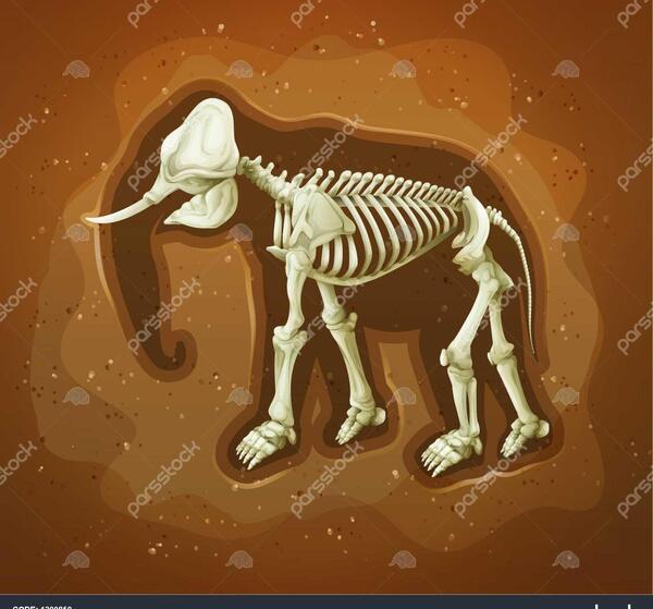 عکس فسیل فیل
