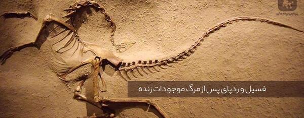 عکس فسیل خرگوش