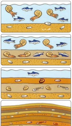 عکس فسیل علوم پنجم
