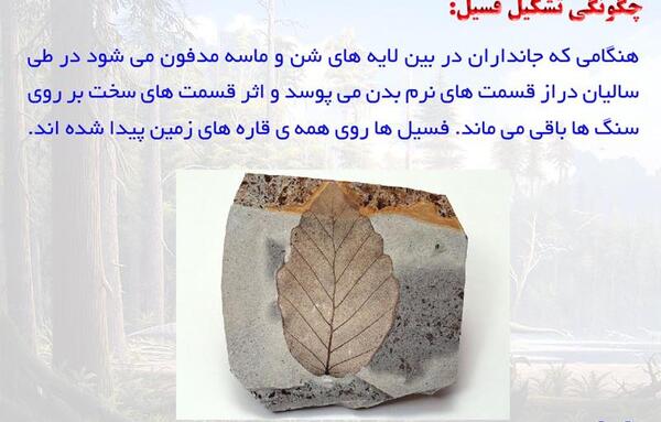 عکس فسیل علوم پنجم