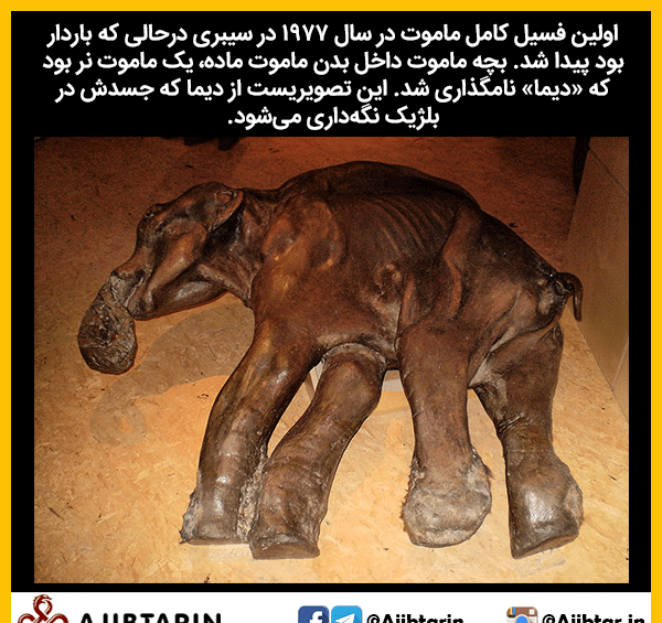 عکس فسیل ماموت