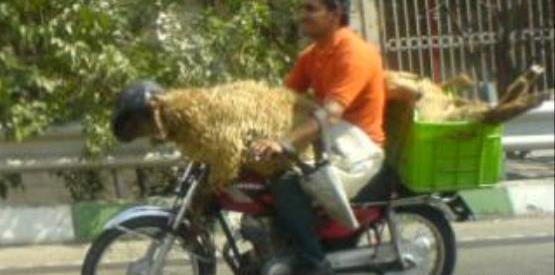 عکس سواری mvm