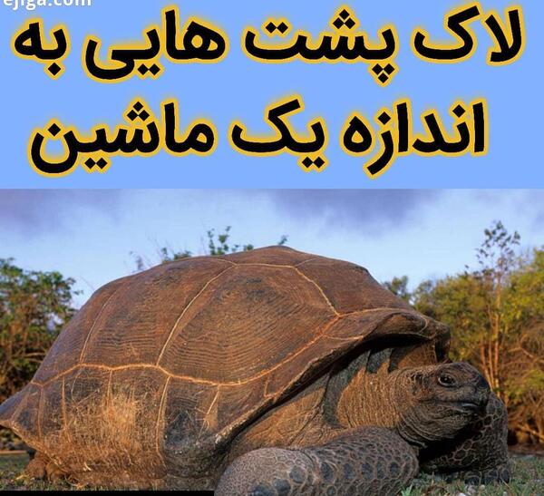 عکس فسیل لاک پشت