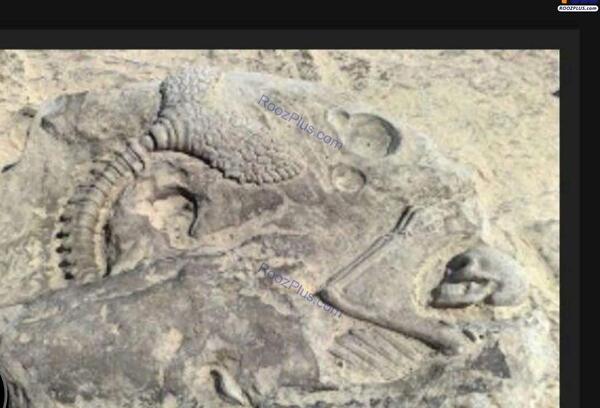 عکس فسیل پری دریایی
