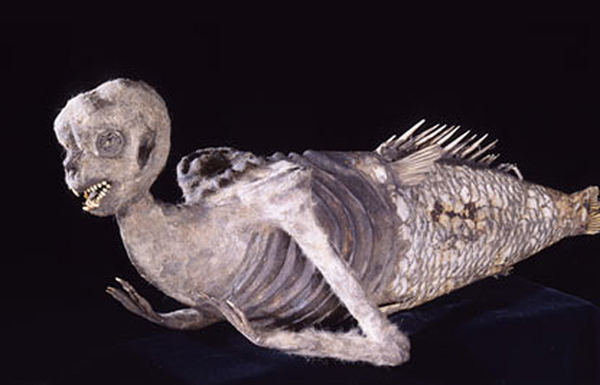 عکس فسیل پری دریایی