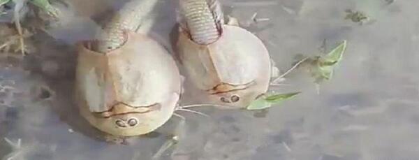عکس فسیل زنده