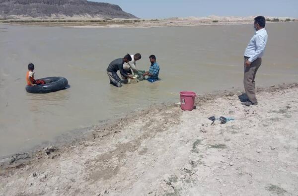 عکس فسیل زنده دریاچه هامون