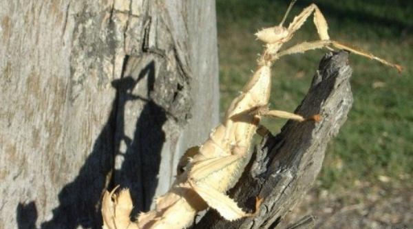 عکسهای فسیل حشرات