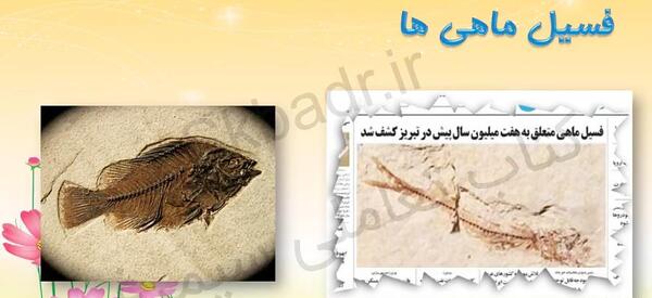 عکس فسیل ماهی در تبریز