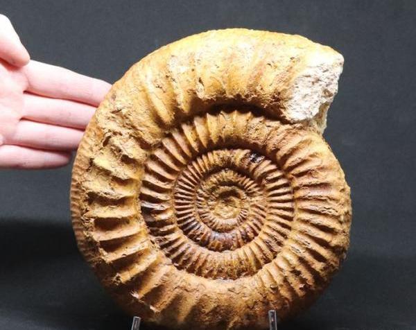 عکس فسیل زغال سنگ