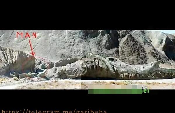 عکس فسیل واقعی