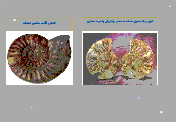 عکس فسیل جانداران مختلف