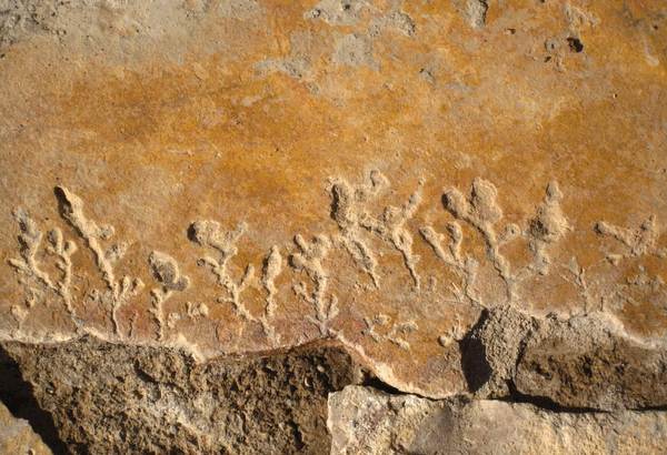 عکس فسیل برگ