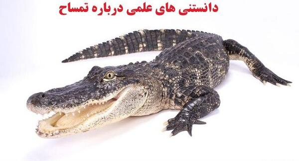 عکس فسیل تمساح
