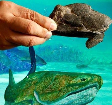 عکس فسیل های جالب