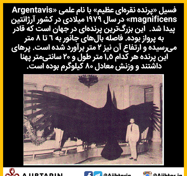 عکس بزرگترین فسیل جهان