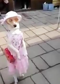 عکس لباس سگ
