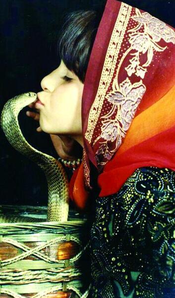 عکس مار کبرا وحشی