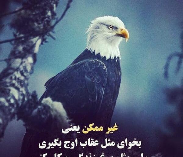 عکس انگیزشی عقاب