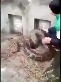 عکس مار قبر