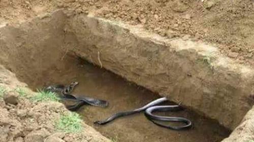 عکس مار قبر