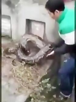 عکس مار قبر