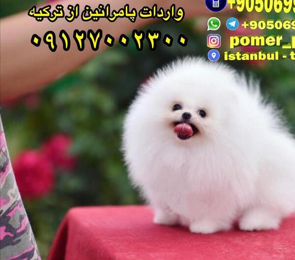 عکس سگ فنجونی و قیمت