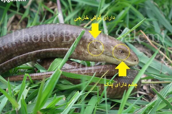 عکس مار لوس